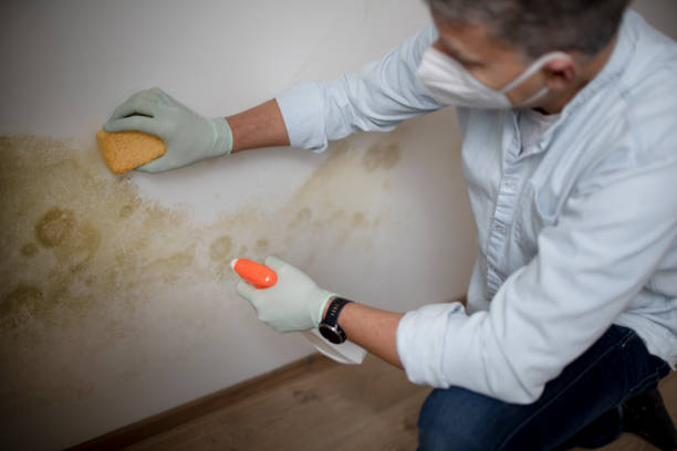 Certified Mold Removal in Lewisville, NC