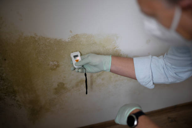 Best Affordable Mold Removal  in Lewisville, NC