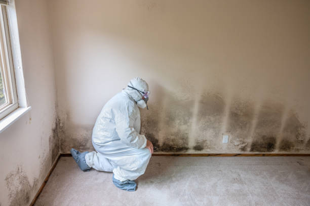 Mold Removal Process in Lewisville, NC