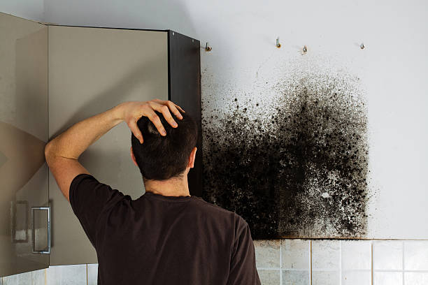 Best Commercial Mold Removal  in Lewisville, NC