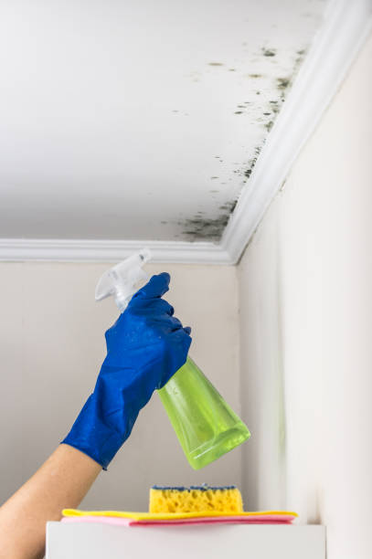 Best Certified Mold Removal  in Lewisville, NC